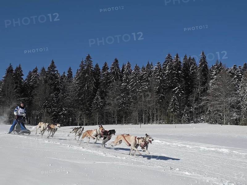 Double team with 7 dogs at a sled dog race