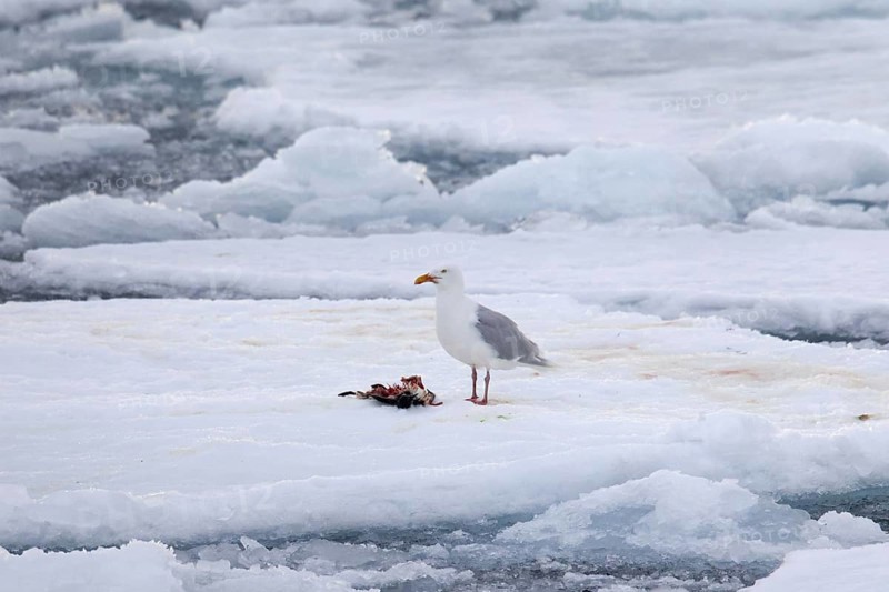 Glaucous gull