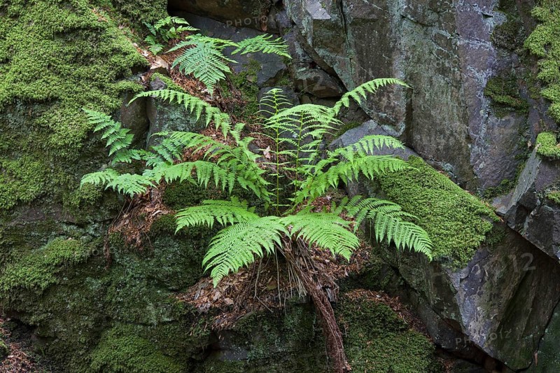 Common Male Fern