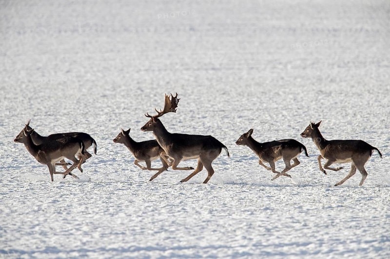 Herd of European fallow deer