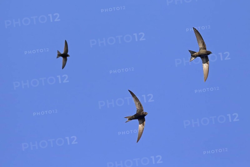 Feeding party of common swifts