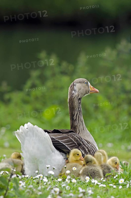 Domestic goose