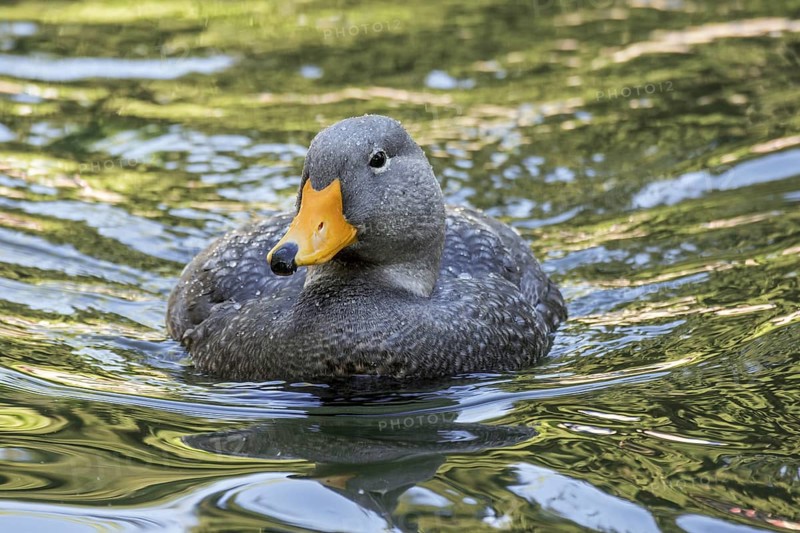 Swimming Fuegian steamer duck