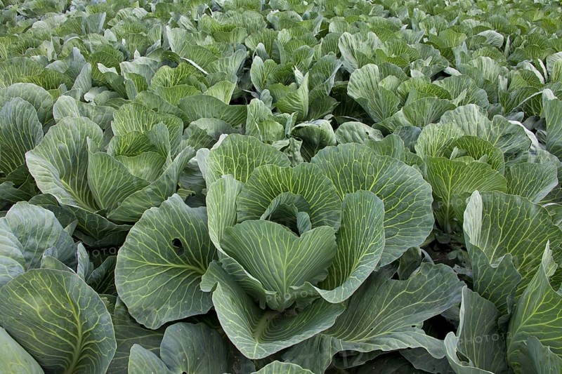 White cabbage