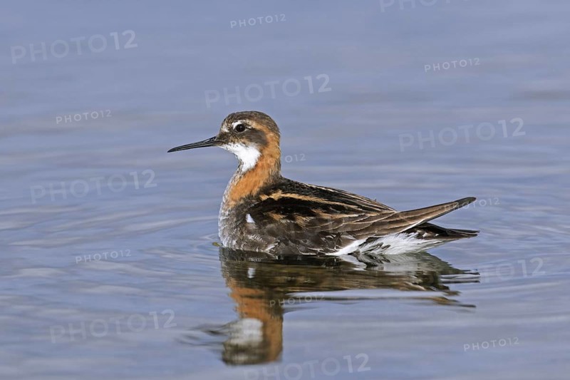 Red-necked phalarope