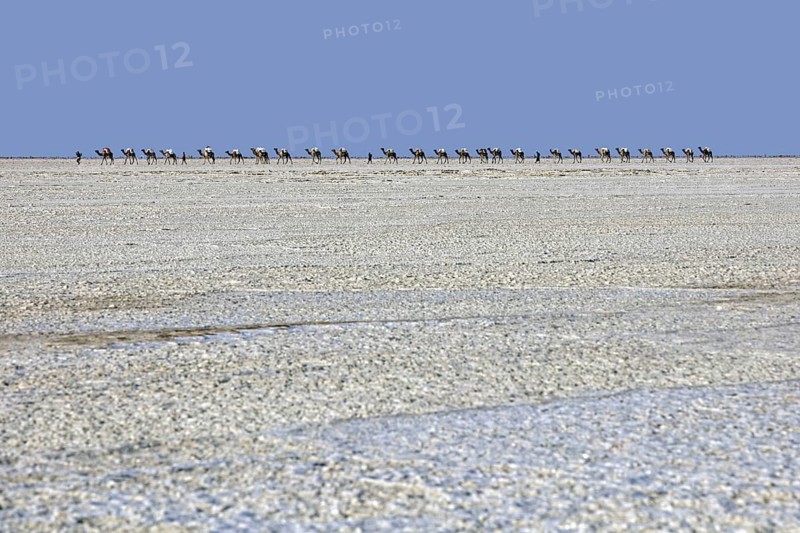Afar cameleers