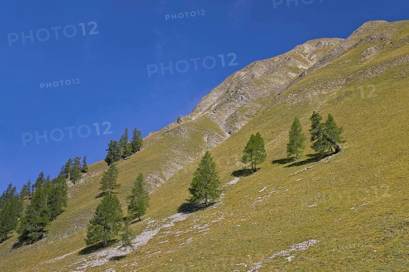 Common larch