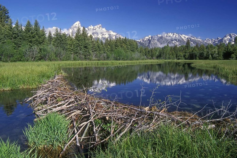 North American beaver
