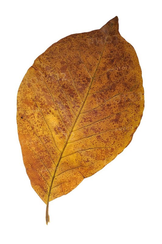 Magnolia leaf in autumn colours