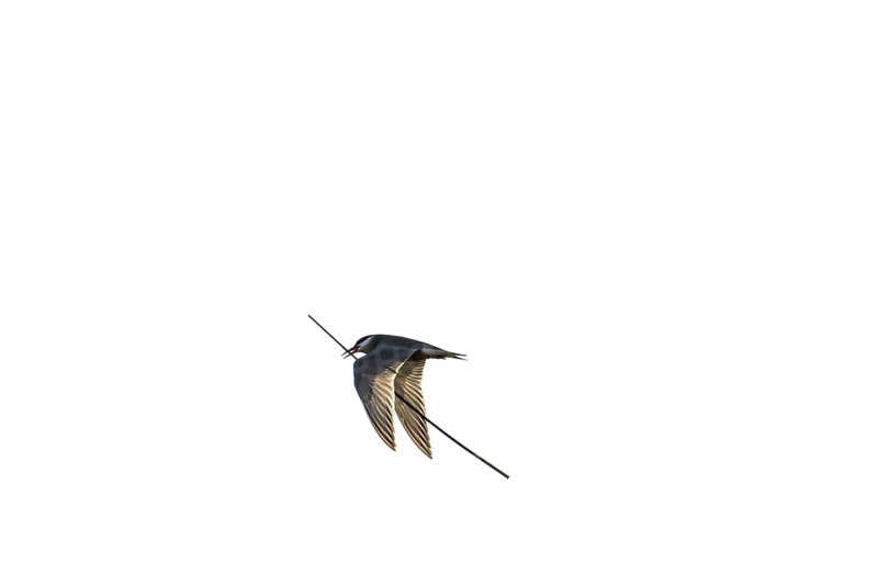 Whiskered tern