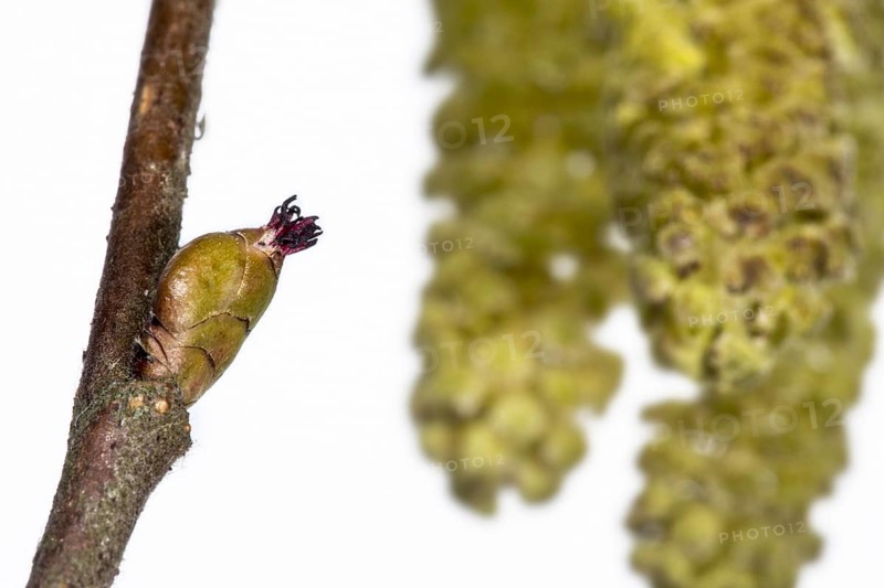 Common hazel