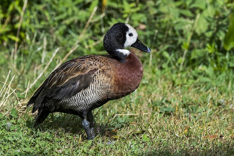 White-faced whistling duck