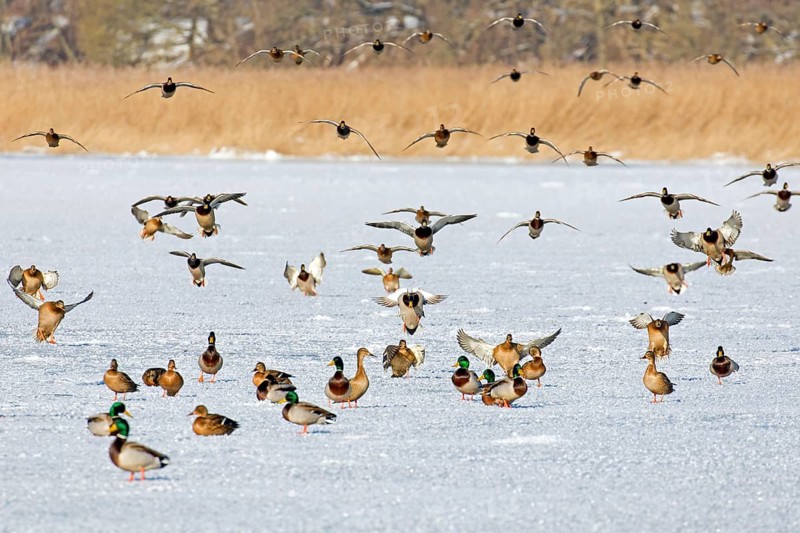Flock of mallards