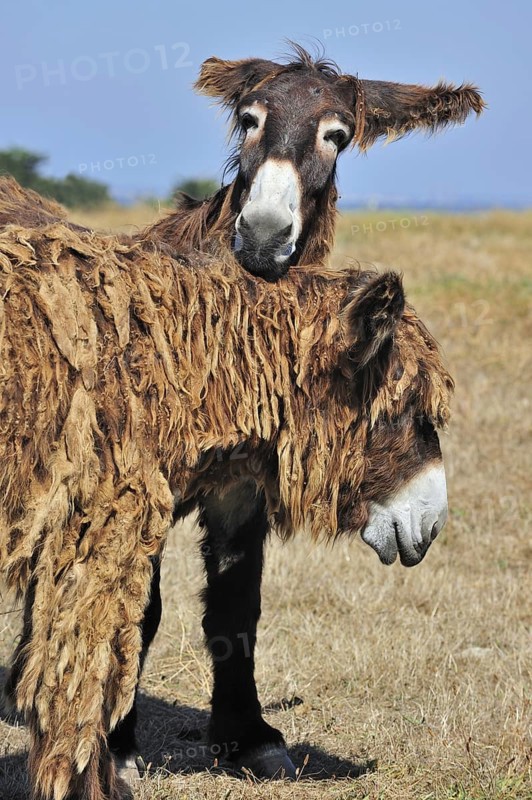 Poitou donkey