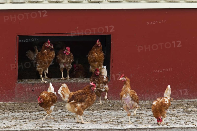 Domestic chickens