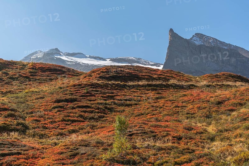 Autumnal red-coloured alpine bearberry