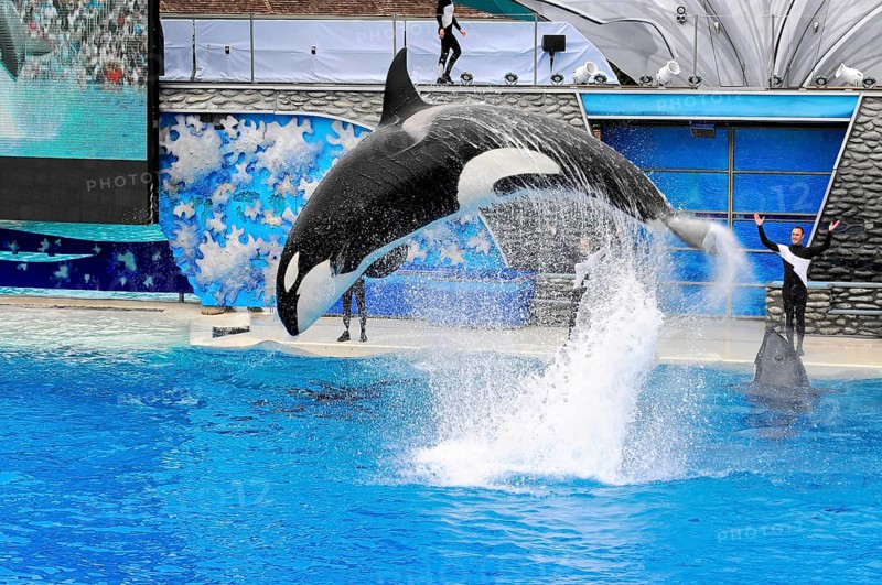 Dressed killer whale