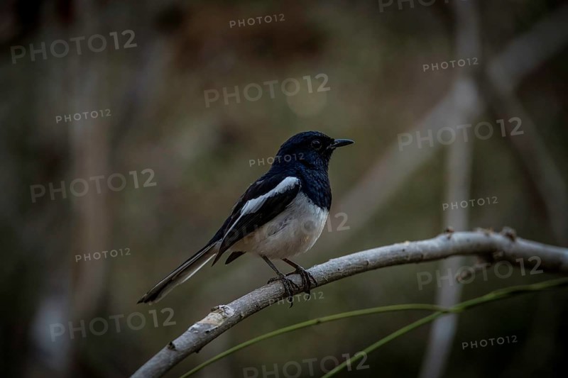 Magpie Robin bird in the dry forests of western Madagascar