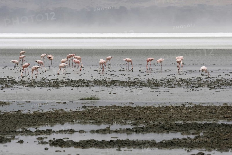 Lesser flamingos