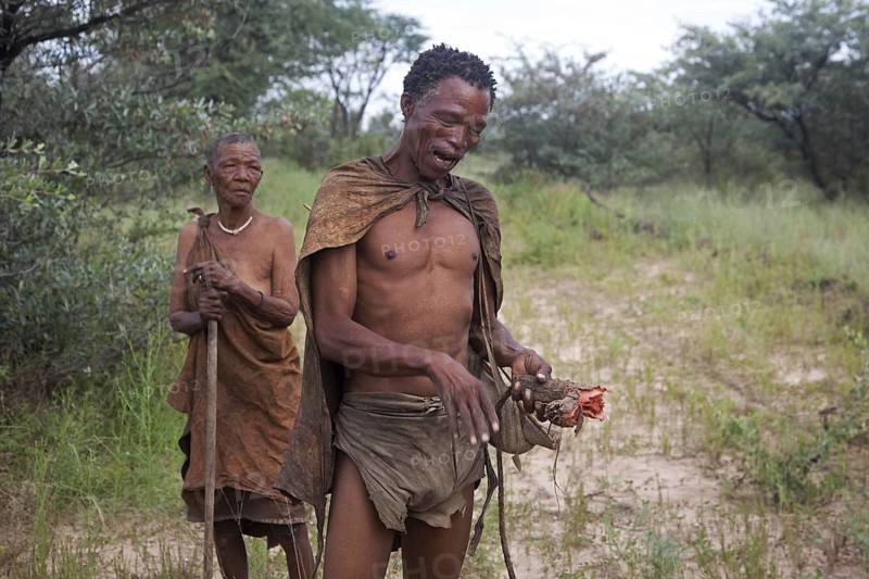 Bushman with roots for making paint pigment in the Kalahari desert near Ghanzi