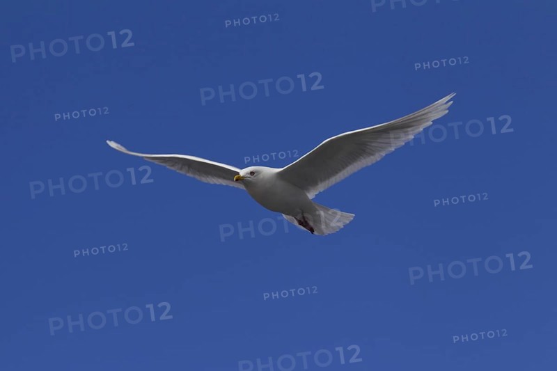 Glaucous gull