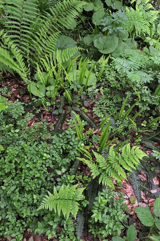 Undergrowth vegetation in forest showing ferns and bramble in spring