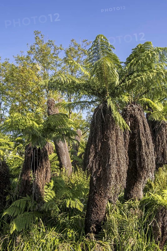 Soft tree ferns