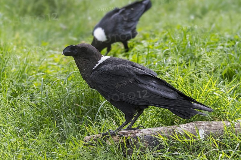 Thick-billed raven
