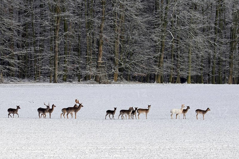 Herd of European fallow deer