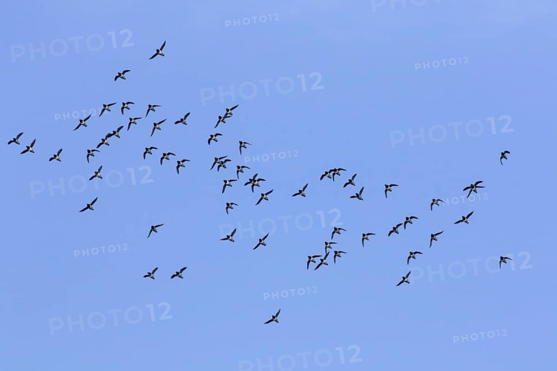 Little auks