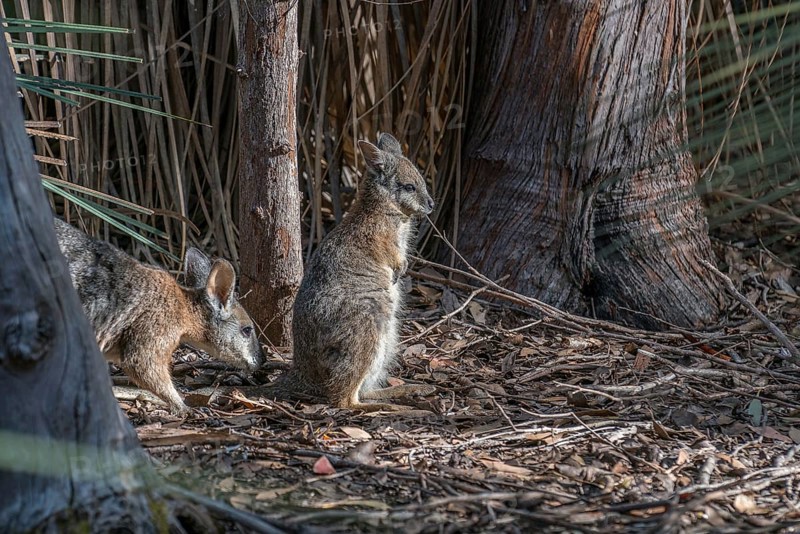 Wallabies in Australia