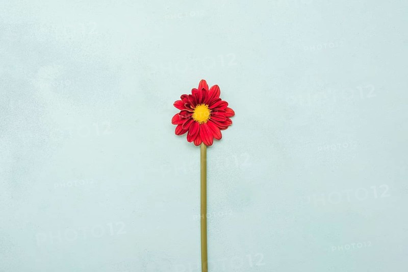 Top view beautiful spring daisy