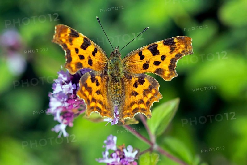 Comma
