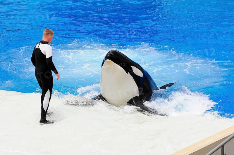 Dressed killer whale