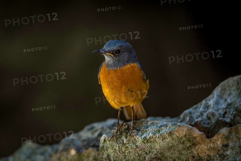 Madagascar Rock Thrush