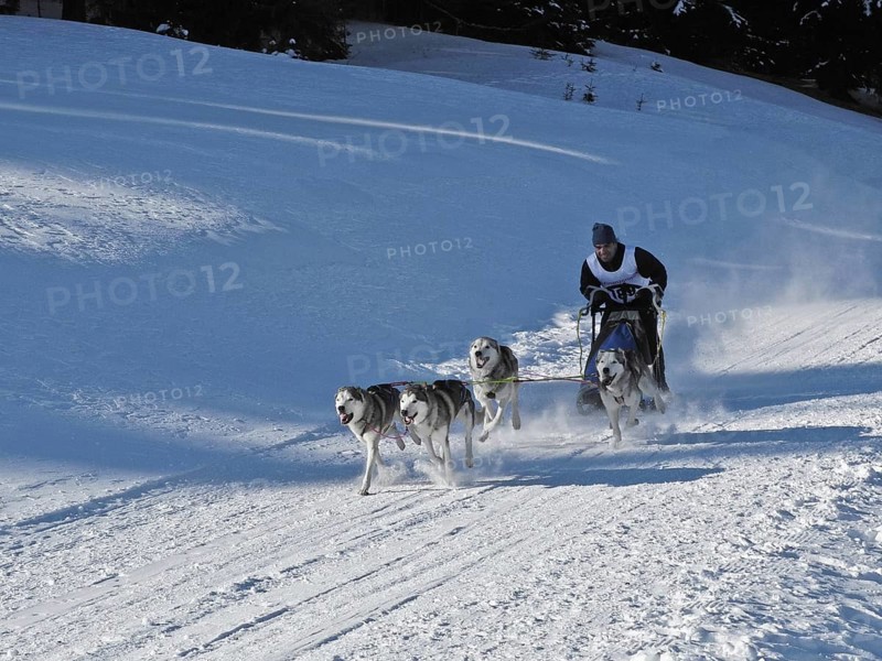 Double team with 4 dogs at a sled dog race