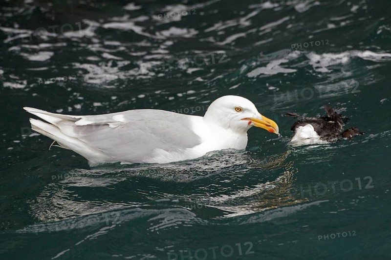 Glaucous gull