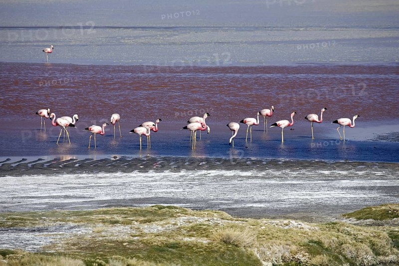 Andean flamingos