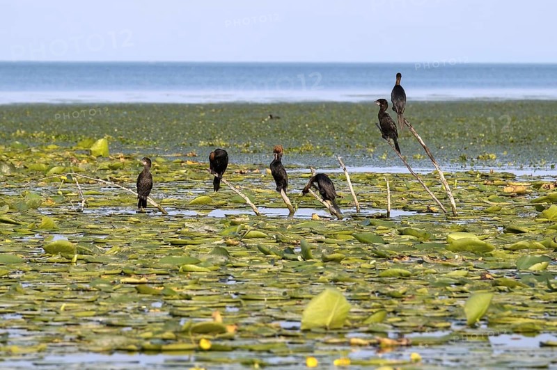 Pygmy cormorants