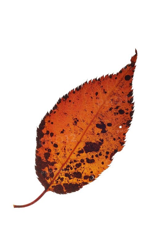 Japanese cherry