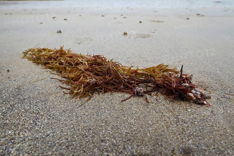 Seaweed and kelp at low tide on the beach at Dinard