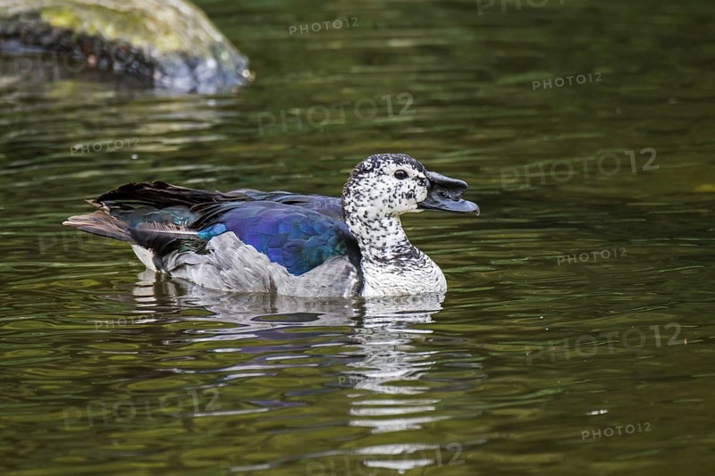 Male knob-billed duck