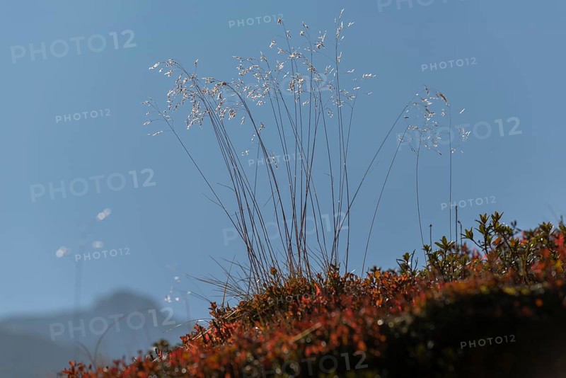 Grasses and alpine bearberry