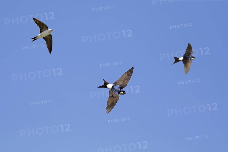 Three common house martins
