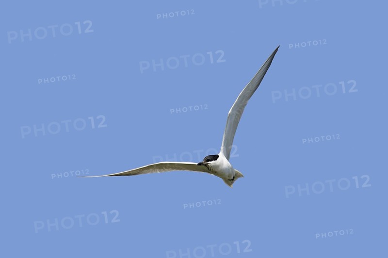 Gull-billed tern