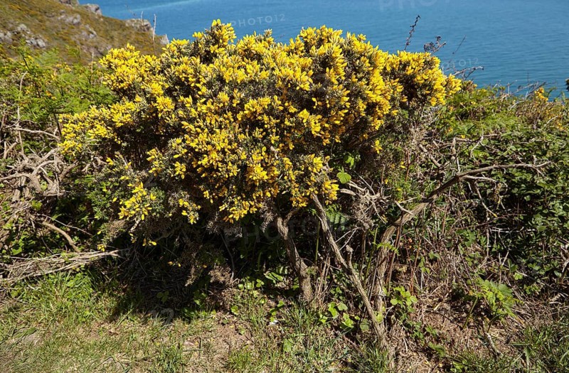 Common gorse