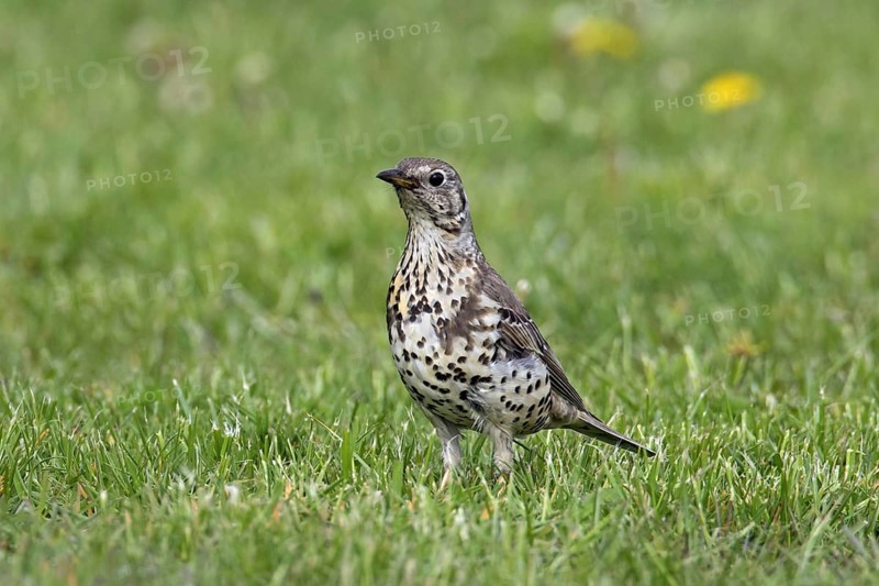 Mistle thrush