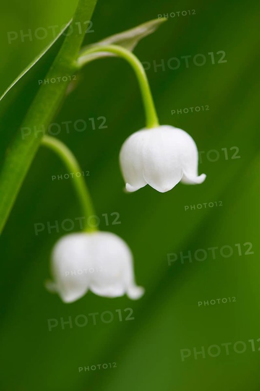 Lily of the valley