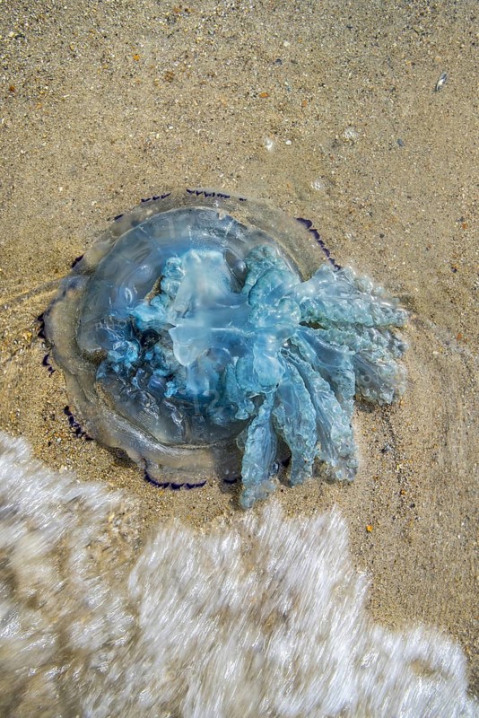 Barrel jellyfish