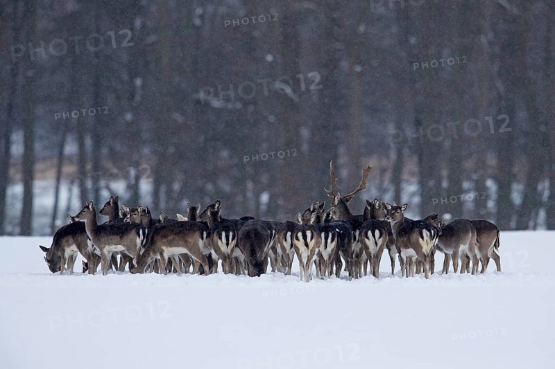 Harem of European fallow deer
